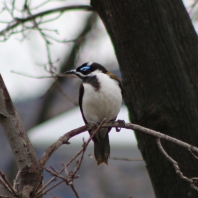 Entomyzon cyanotis (Blue-faced Honeyeater) at Hughes Grassy Woodland - 14 Aug 2020 by LisaH