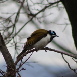 Entomyzon cyanotis at Hughes, ACT - 15 Aug 2020