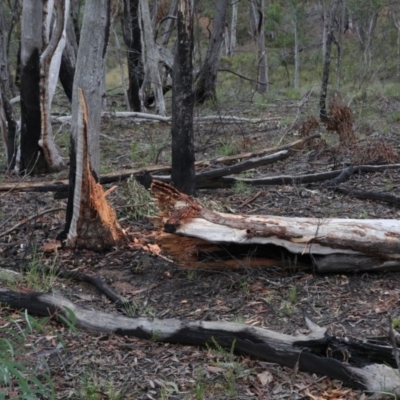 Eucalyptus rossii (Inland Scribbly Gum) at O'Connor, ACT - 14 Aug 2020 by ConBoekel