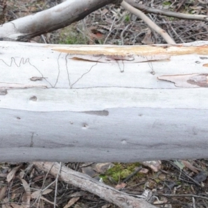 Eucalyptus rossii at O'Connor, ACT - 14 Aug 2020 10:03 AM