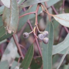 Eucalyptus rossii at O'Connor, ACT - 14 Aug 2020