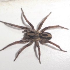 Venatrix speciosa (Wolf spider) at Kambah, ACT - 14 Aug 2020 by HarveyPerkins