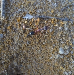 Myrmecia sp. (genus) (Bull ant or Jack Jumper) at Wodonga - 31 Jul 2020 by DMeco