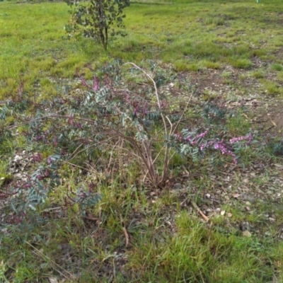 Indigofera australis subsp. australis (Australian Indigo) at Monitoring Site 144 - Revegetation - 14 Aug 2020 by DMeco