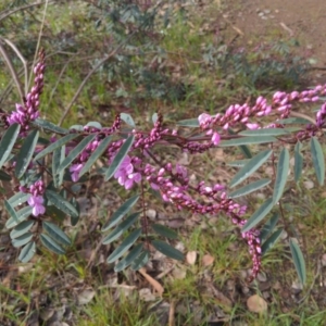 Indigofera australis subsp. australis at WREN Reserves - 14 Aug 2020