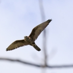 Falco berigora (Brown Falcon) at Wee Jasper, NSW - 13 Aug 2020 by Alison Milton