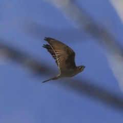 Falco berigora at Wee Jasper, NSW - 13 Aug 2020 10:21 AM