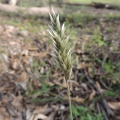 Enneapogon nigricans (Nine-awn Grass, Bottlewashers) at Tuggeranong Hill - 18 Mar 2020 by michaelb