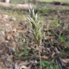 Enneapogon nigricans (Nine-awn Grass, Bottlewashers) at Conder, ACT - 18 Mar 2020 by MichaelBedingfield