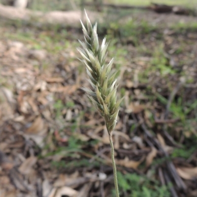 Enneapogon nigricans (Nine-awn Grass, Bottlewashers) at Conder, ACT - 18 Mar 2020 by MichaelBedingfield