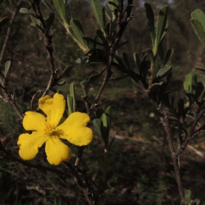 Hibbertia obtusifolia (Grey Guinea-flower) at Tuggeranong Hill - 18 Mar 2020 by michaelb