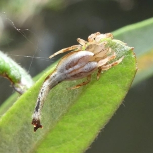 Arachnura higginsi at Greenway, ACT - 23 Feb 2020