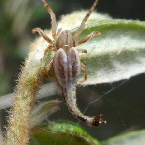 Arachnura higginsi at Greenway, ACT - 23 Feb 2020