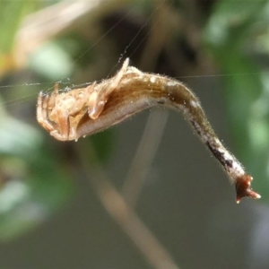 Arachnura higginsi at Greenway, ACT - 23 Feb 2020