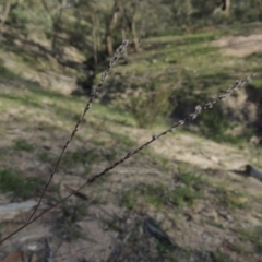 Digitaria brownii (Cotton Panic Grass) at Rob Roy Range - 18 Mar 2020 by michaelb