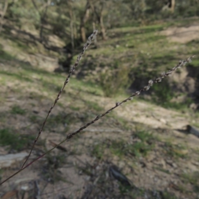 Digitaria brownii (Cotton Panic Grass) at Conder, ACT - 18 Mar 2020 by michaelb