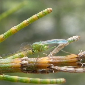 Chironomidae (family) at Greenway, ACT - 23 Feb 2020 01:02 PM