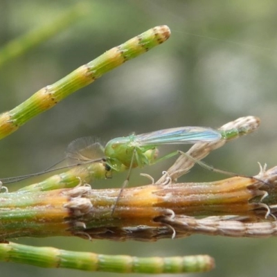 Chironomidae (family) (Non-biting Midge) at Greenway, ACT - 23 Feb 2020 by HarveyPerkins