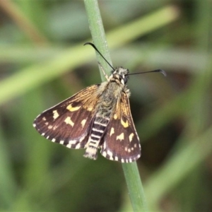 Hesperilla munionga at Paddys River, ACT - 29 Feb 2020