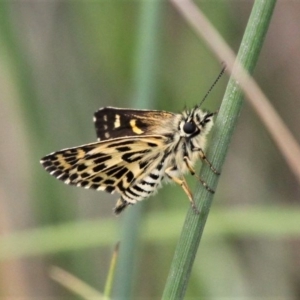 Hesperilla munionga at Paddys River, ACT - 29 Feb 2020