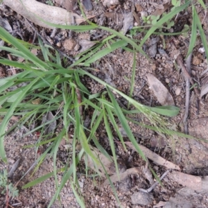 Panicum effusum at Conder, ACT - 18 Mar 2020