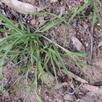 Panicum effusum (Hairy Panic Grass) at Conder, ACT - 18 Mar 2020 by michaelb