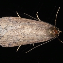 Chezala privatella (A Concealer moth) at Ainslie, ACT - 14 Aug 2020 by jb2602