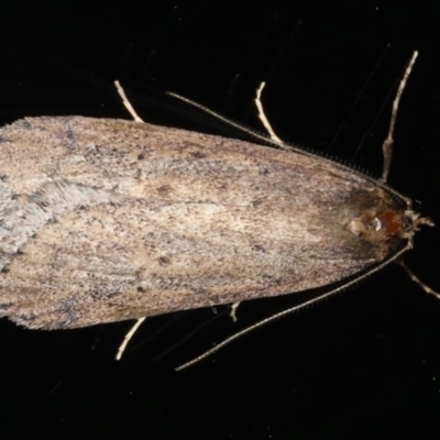 Chezala privatella (A Concealer moth) at Ainslie, ACT - 14 Aug 2020 by jbromilow50