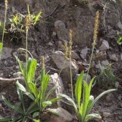 Plantago varia (Native Plaintain) at Rob Roy Range - 18 Mar 2020 by michaelb