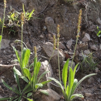 Plantago varia (Native Plaintain) at Rob Roy Range - 18 Mar 2020 by michaelb