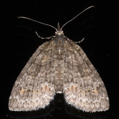 Microdes squamulata (Dark-grey Carpet) at Ainslie, ACT - 14 Aug 2020 by jbromilow50