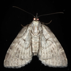 Microdes squamulata at Ainslie, ACT - 14 Aug 2020