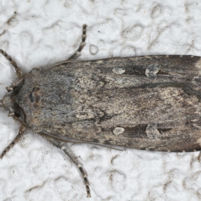 Agrotis infusa (Bogong Moth, Common Cutworm) at Ainslie, ACT - 14 Aug 2020 by jbromilow50