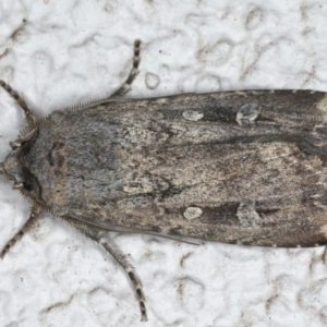 Agrotis infusa at Ainslie, ACT - 14 Aug 2020