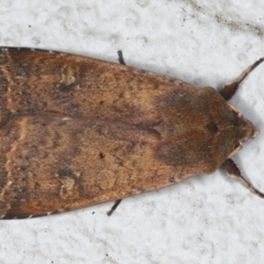 Diarsia intermixta (Chevron Cutworm, Orange Peel Moth.) at Ainslie, ACT - 14 Aug 2020 by jbromilow50