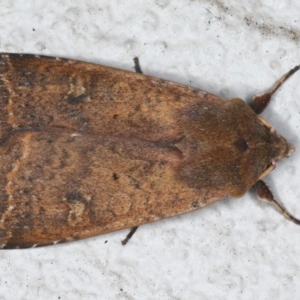 Diarsia intermixta at Ainslie, ACT - 14 Aug 2020