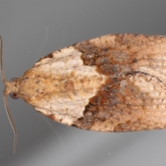 Epiphyas postvittana (Light Brown Apple Moth) at Ainslie, ACT - 14 Aug 2020 by jb2602