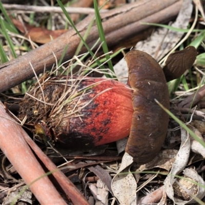 zz bolete at Paddys River, ACT - 29 Feb 2020 by HarveyPerkins