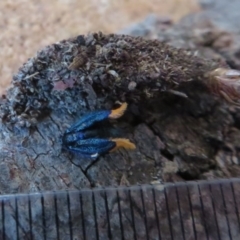 Cebysa leucotelus at Flynn, ACT - 11 Aug 2020