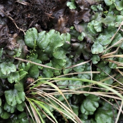 Marchantia sp. (genus) (A Liverwort) at Paddys River, ACT - 29 Feb 2020 by HarveyPerkins