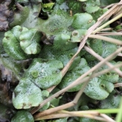 Marchantia sp. (genus) at Paddys River, ACT - 29 Feb 2020