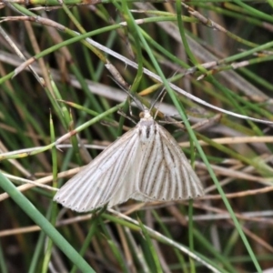 Amelora oritropha at Paddys River, ACT - 29 Feb 2020