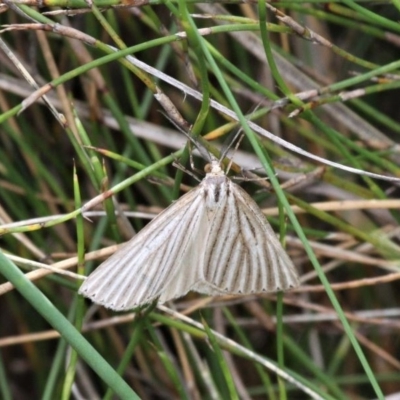 Amelora oritropha (Alpine Striped Cape-moth) at Gibraltar Pines - 29 Feb 2020 by HarveyPerkins