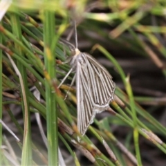 Amelora oritropha at Paddys River, ACT - 29 Feb 2020