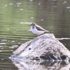 Actitis hypoleucos (Common Sandpiper) at Monash, ACT - 29 Feb 2020 by HarveyPerkins