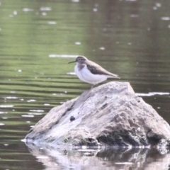 Actitis hypoleucos (Common Sandpiper) at Isabella Pond - 28 Feb 2020 by HarveyPerkins
