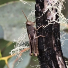 Percassa rugifrons (Mountain Grasshopper) at Gibraltar Pines - 29 Feb 2020 by HarveyPerkins