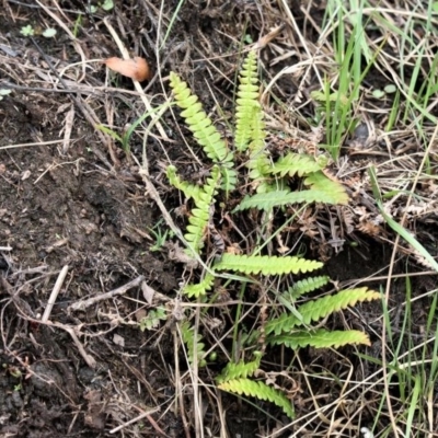 Blechnum penna-marina (Alpine Water Fern) at Paddys River, ACT - 29 Feb 2020 by HarveyPerkins