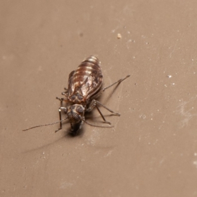 Psocodea 'Psocoptera' sp. (order) (Unidentified plant louse) at Acton, ACT - 14 Aug 2020 by rawshorty