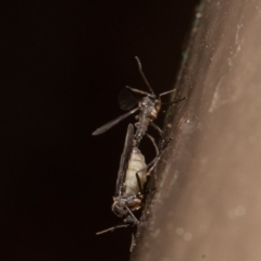 Sciaridae sp. (family) (Black fungus gnat) at Acton, ACT - 14 Aug 2020 by rawshorty